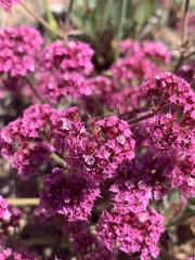 Chorizanthe douglasii