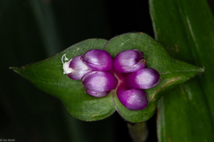 Magnoliopsida
