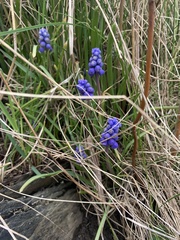 Muscari