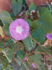 Ipomoea purpurea