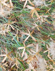 Porophyllum gracile