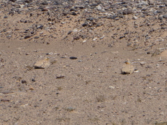 Pterocles senegallus