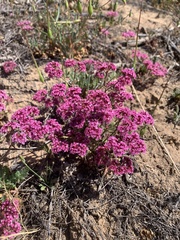 Chorizanthe douglasii
