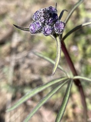 Delphinium nuttallianum