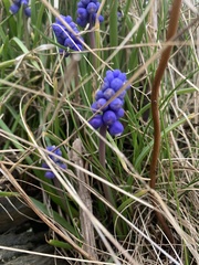 Muscari