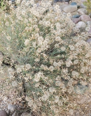Porophyllum gracile