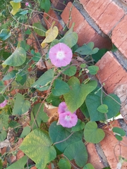 Ipomoea purpurea