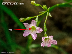 Commicarpus tuberosus