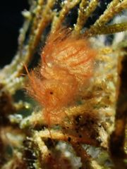 Phycocaris simulans