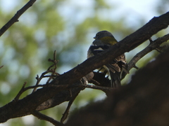 Fringilla coelebs africana