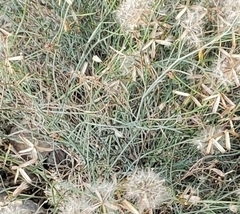 Porophyllum gracile