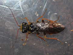 Acantholyda posticalis