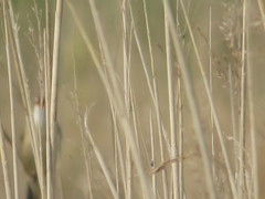 Acrocephalus schoenobaenus