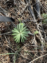 Delphinium nuttallianum