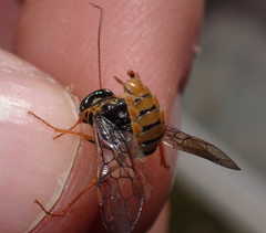 Acantholyda posticalis