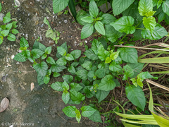 Commicarpus tuberosus