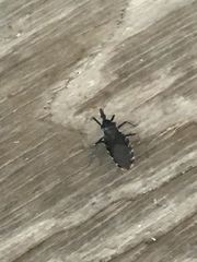 Triatoma