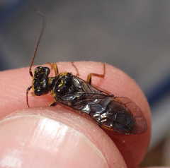 Acantholyda posticalis