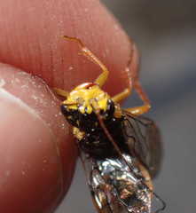 Acantholyda posticalis