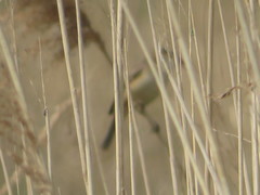 Acrocephalus schoenobaenus