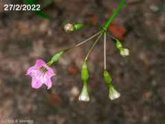 Commicarpus tuberosus