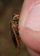 Acantholyda posticalis