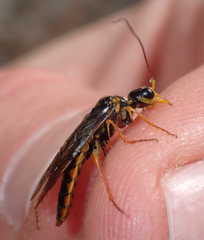 Acantholyda posticalis