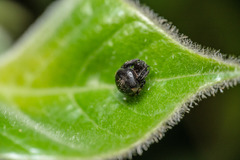 Eriovixia hainanensis