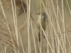 Acrocephalus schoenobaenus