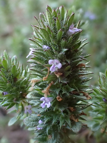iNaturalist observation photo of thyme-leaved pogogyne