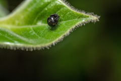 Eriovixia hainanensis