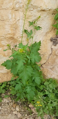 Sisymbrium erysimoides