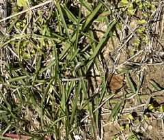 Zoysia