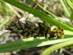 Carex vulpina