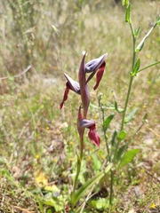 Serapias × ambigua
