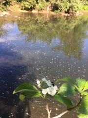 Andrena milwaukeensis