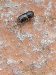 Trypodendron