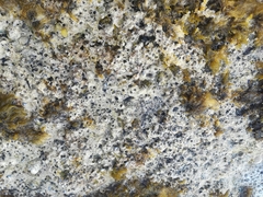 Dendropoma cristatum