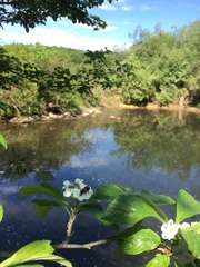 Andrena milwaukeensis