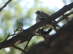 Fringilla coelebs africana