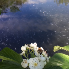 Andrena milwaukeensis