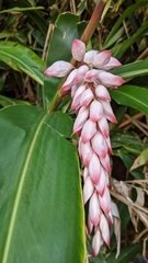 Alpinia nutans