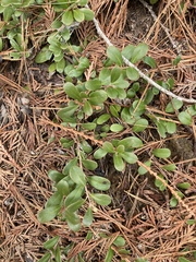 Arctostaphylos uva-ursi