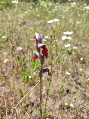Serapias × ambigua
