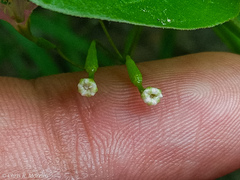 Commicarpus tuberosus