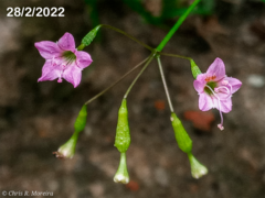 Commicarpus tuberosus