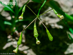 Commicarpus tuberosus