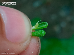 Commicarpus tuberosus