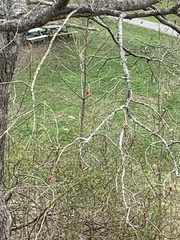 Cardinalis cardinalis