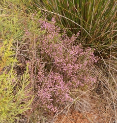 Erica dispar